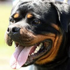 Las razas de perros más inteligentes: ¿cuáles son y en qué habilidades destacan?