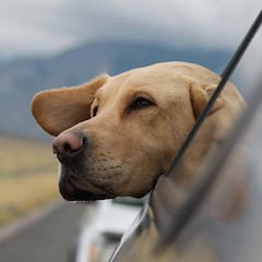 Viajar con mascotas es posible gracias a estos accesorios