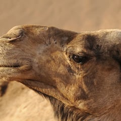 El gran hallazgo del CSIC contra la COVID