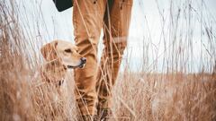 Cuidados del perro de caza en verano