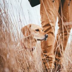 Mucho más que un compañero de caza