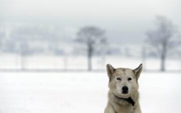 Bonitas imágenes de una de las carreras de trineos con perros más largas del continente. Cada año llegan a la aldea checa de Destne corredores de todas partes de Europa.
