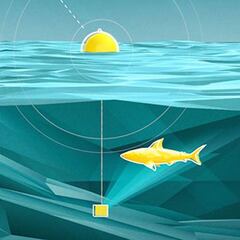 Acusan a un surfista de activar boyas anti-tiburones para surfear solo