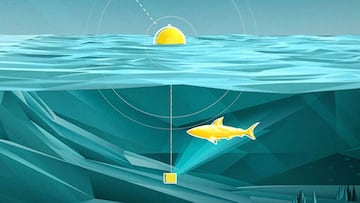 Representación gráfica del funcionamiento de una boya de alerta contra la presencia de tiburones en Australia.