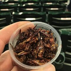 Los Mariners venden saltamontes para comer ¡y los agotan!