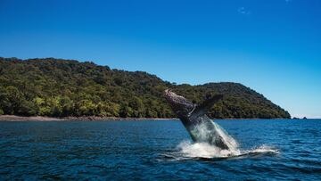 Es una de las islas con más encanto del Pacífico Colombiano: una visita que no te puedes perder