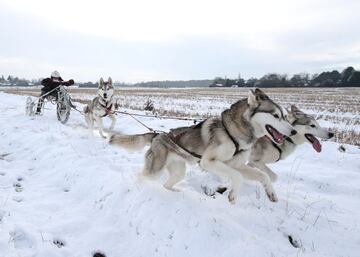 Un musher a bordo de un trineo de ruedas dirige a un pequeño grupo de tres perros durante una sesión de  entrenamiento en Chelford, Gran Bretaña. La llegada del frío ha traído consigo las primeras nevadas y el comienzo de la temporada de deportes de invierno, entre ellos el mushing o carreras de trineos tirados por perros.