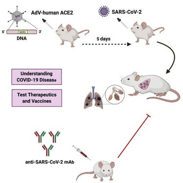Una vacuna nasal previene el coronavirus en ratones