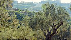Los viveros se quedan sin plantas de olivo debido al ‘boom’ del aceite