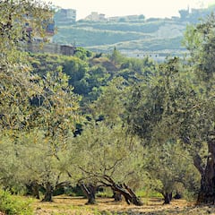Los viveros se quedan sin plantas de olivo debido al ‘boom’ del aceite