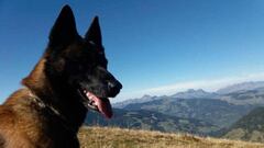 Getro, perro rescate ni&ntilde;o avalancha