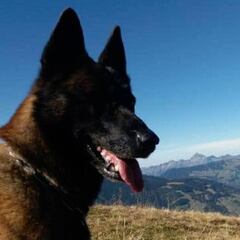 Un perro salva a un niño que estuvo 40 minutos sepultado por una avalancha