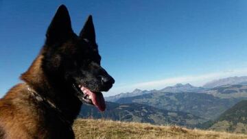 Getro, perro rescate ni&ntilde;o avalancha