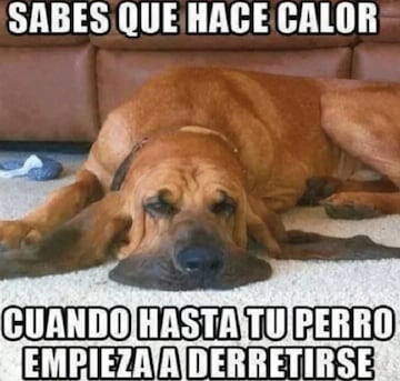 Los mejores memes para sobrellevar las altas temperaturas 