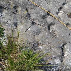 Escaladores encuentran unas ranuras y se topan con un hallazgo marino de hace 80 millones de años