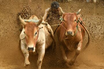 La "pacu jawi" es una carrera tradicional con toros de interés cultural que se disputa cada año en la localidad en Pariangan de Tanah Datar. Se desarrolla en campos húmedos después de la cosecha. La carrera sirve para que los ganaderos exhiban sus reses a