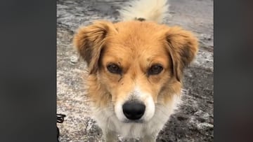 Perro aparece monta?a