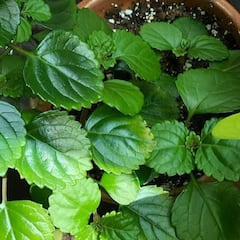 La planta del dinero que deberías tener en casa para que te toque la Lotería de Navidad