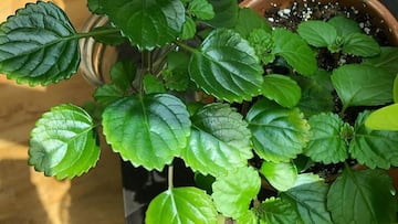 Qué es el plectranthus, la ‘planta del dinero’ usada como amuleto de la suerte en la Lotería de Navidad