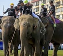Polo a lomos de elefante: un deporte que triunfa en Bangkok