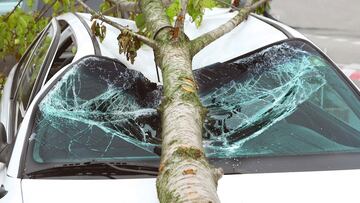 Seguro de autos: ¿Quién paga cuando se cae un árbol?