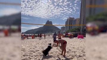 Este perro es la mejor opción de pareja para el fútbol playa