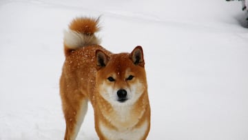 Shiba Inu, la raza de perro que figura en la interfaz de Twitter