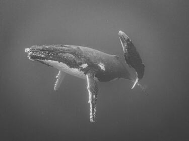 © IPPAWARDS - Jayne Parker - New Zealand