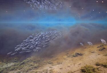 Justo después del amanecer, el róbalo y el salmonete nadan entre las aguas del oscuro río Suwannee y el claro Fanning Spring, uno de los miles de manantiales de agua dulce en Florida.