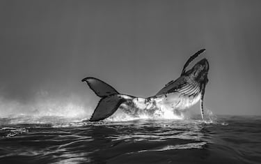 Una cría de ballena jorobada practica breakdance en la aguas de Tonga. La foto la tomó Jono Allen en el último día de un viaje de tres semanas -cuando ya pensaban que no habría servido de nada- en busca de precisamente esto. 