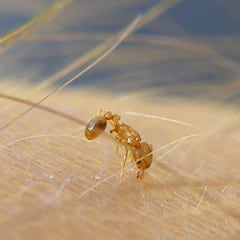 Este peligroso insecto invade Francia: está colonizando poco a poco Europa y entró a través de España