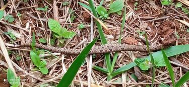 ¿Sigue habiendo serpientes? Estos animales dieron nombre al curioso pueblo de Valle del Cauca que no puedes dejar de visitar