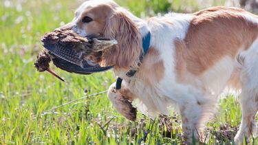 La dama protagonista de la caza menor: La becada