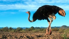 Save the sick birds: RFK Jr. wants Canada to let 400 ostriches live despite being infected with bird flu