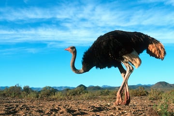 La ave terrestre más grande, puede alcanzar los 2.7 metros de altura y pesar hasta 150 kg. Es famosa por su velocidad y su gran tamaño, y es originaria de África.