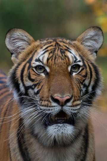 Nadia, a 4-year-old female Malayan tiger at the Bronx Zoo.