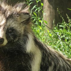 El perro mapache pudo ser el origen transmisor del coronavirus