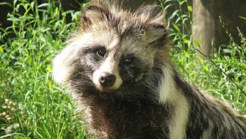El perro mapache pudo ser el origen transmisor del coronavirus