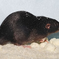 Alerta por la expansión de la rata negra en Madrid