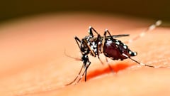 Dengue en Argentina: síntomas, cómo se contagia y cómo se cura