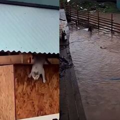 “Era difícil”: Colmevet actualiza el estado del gato que saltó al río durante las inundaciones