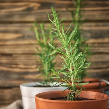 Ni el arándano, ni la hoja de olivo: esta es la planta medicinal que mejorará su circulación en las piernas