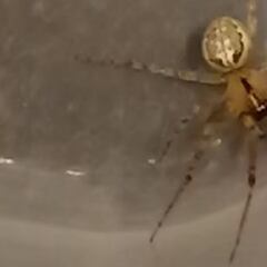 Una 'falsa viuda negra' muerde a un niño de ocho años