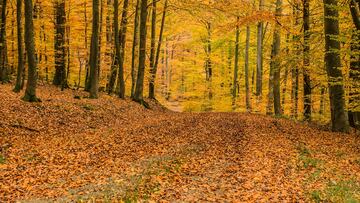 Fall is here, and in some states, the leaves will soon begin changing colors.