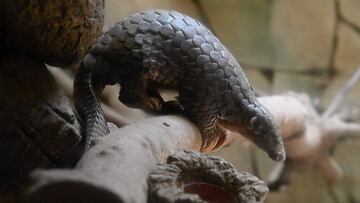 Pangolín y murciélago, fuera de la medicina tradicional china