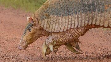 Armadillo gigante