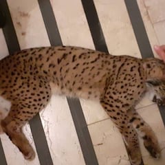 Capturan un lince en la calle de un pueblo de Huelva