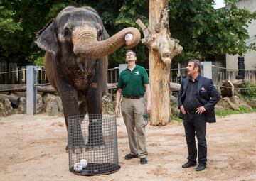 El elefante Zella predijo que Senegal va a ganar el Mundial.