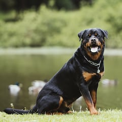Muere un joven de 21 años tras ser atacado por sus cinco rottweiler