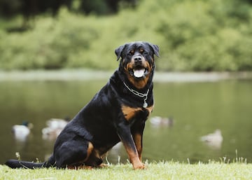 El Rottweiler es una de las razas más fuertes y potentes del mundo. Son incondicionalmente fieles a sus dueños y sus familias por lo que los defenderán hasta el final de sus días. No es una raza recomendable para dueños primerizos o sin experiencia. Debido a sus características físicas es  considerado potencialmente peligroso.